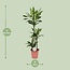 Dracaena Janet Lind kamerplant 130 cm potmaat 24 cm