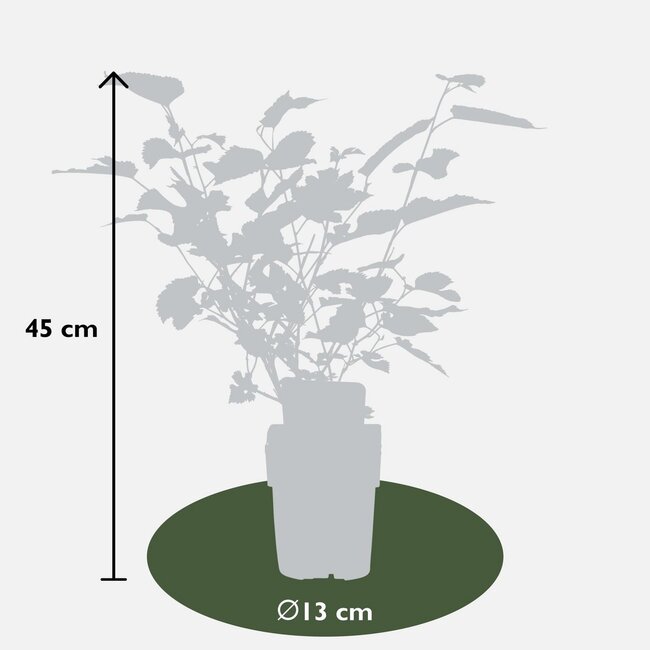 Morus nigra Mulle tuinplant 45 cm potmaat 13 cm
