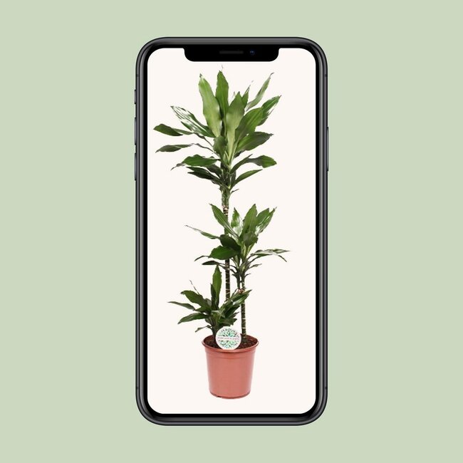 Dracaena Janet Lind kamerplant 130 cm potmaat 24 cm