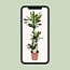 Dracaena Janet Lind houseplant 130 cm pot size 24 cm