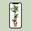 Dracaena Janet Lind kamerplant 130 cm potmaat 24 cm
