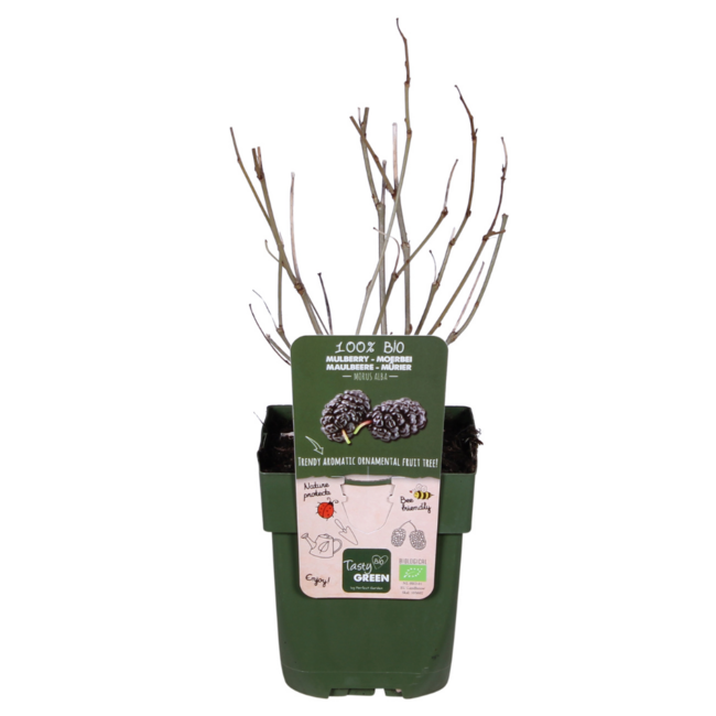 Morus nigra Mulle garden plant 45 cm pot size 13 cm