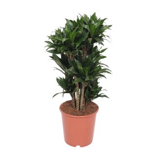 Koning Bamboe Dracaena Compacta Zimmerpflanze 80 cm