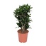 Dracaena Compacta kamerplant 80 cm potmaat 24 cm