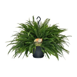 Koning Bamboe Nephrolepis Green Lady kamerplant 60 cm