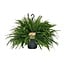 Nephrolepis Green Lady houseplant 60 cm pot size 20 cm