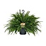 Nephrolepis Green Lady kamerplant 60 cm potmaat 20 cm