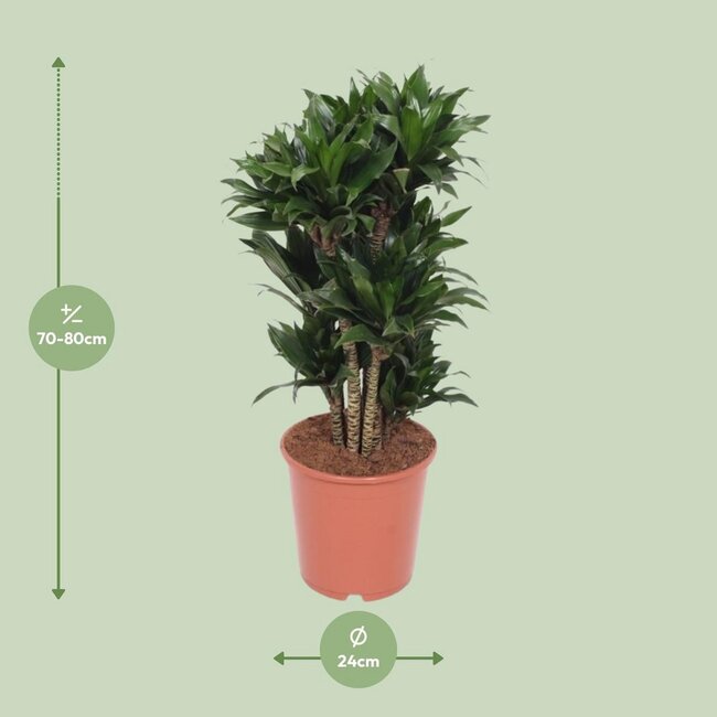 Dracaena Compacta kamerplant 80 cm potmaat 24 cm