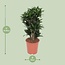 Dracaena Compacta kamerplant 80 cm potmaat 24 cm