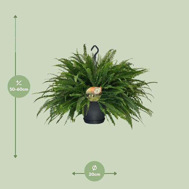 Nephrolepis Green Lady kamerplant 60 cm potmaat 20 cm