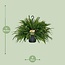Nephrolepis Green Lady kamerplant 60 cm potmaat 20 cm