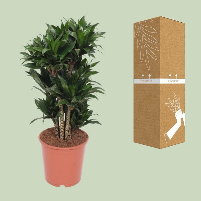 Dracaena Compacta Zimmerpflanze 80 cm Topfmaß 24 cm