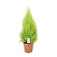 Cupressus Goldcrest Wilma Zimmerpflanze 90 cm Topfmaß 21 cm