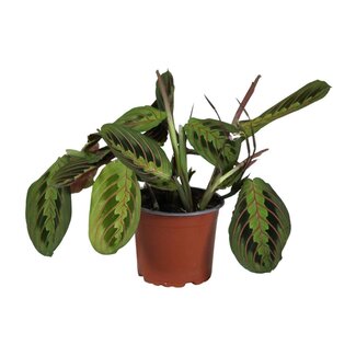 Koning Bamboe Maranta Leuconeura Fascinator houseplant 30 cm