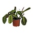 Maranta Leuconeura Fascinator kamerplant 30 cm potmaat 12 cm