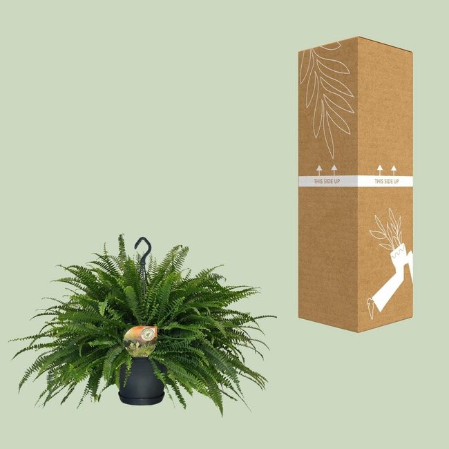 Nephrolepis Green Lady kamerplant 60 cm potmaat 20 cm