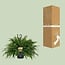 Nephrolepis Green Lady houseplant 60 cm pot size 20 cm