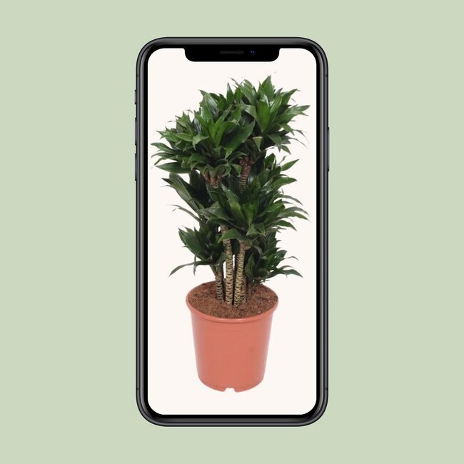 Dracaena Compacta Zimmerpflanze 80 cm Topfmaß 24 cm