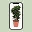 Dracaena Compacta houseplant 80 cm pot size 24 cm