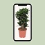 Dracaena Compacta Zimmerpflanze 80 cm Topfmaß 24 cm