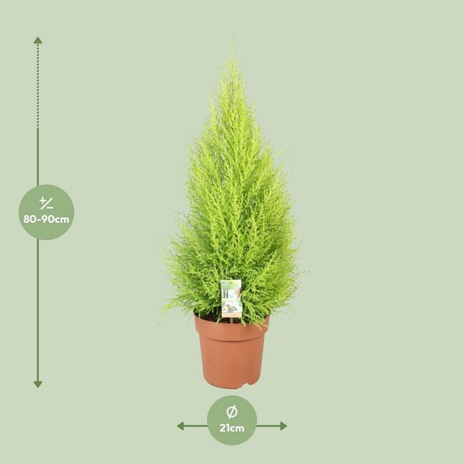 Cupressus Goldcrest Wilma kamerplant 90 cm potmaat 21 cm