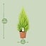 Cupressus Goldcrest Wilma houseplant 90 cm pot size 21 cm