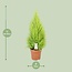 Cupressus Goldcrest Wilma kamerplant 90 cm potmaat 21 cm