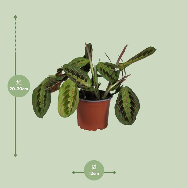 Maranta Leuconeura Fascinator kamerplant 30 cm potmaat 12 cm