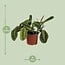 Maranta Leuconeura Fascinator houseplant 30 cm pot size 12 cm