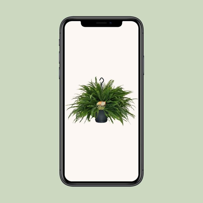 Nephrolepis Green Lady houseplant 60 cm pot size 20 cm
