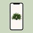 Nephrolepis Green Lady houseplant 60 cm pot size 20 cm