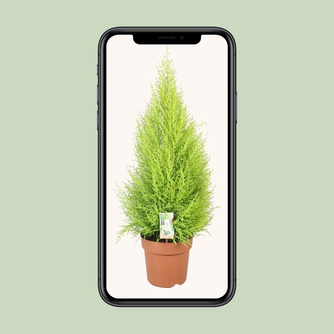 Cupressus Goldcrest Wilma kamerplant 90 cm potmaat 21 cm