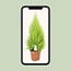 Cupressus Goldcrest Wilma houseplant 90 cm pot size 21 cm