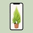 Cupressus Goldcrest Wilma Zimmerpflanze 90 cm Topfmaß 21 cm