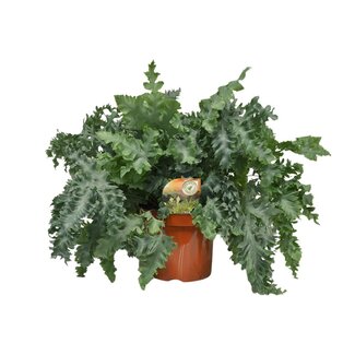 Koning Bamboe Phlebodium Davana kamerplant 60 cm