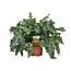 Phlebodium Davana houseplant 60 cm pot size 26 cm