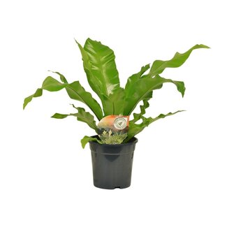 Koning Bamboe Asplenium Nidus Zimmerpflanze 60 cm