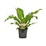 Asplenium Nidus houseplant 60 cm pot size 17 cm