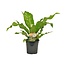 Asplenium Nidus kamerplant 60 cm potmaat 17 cm