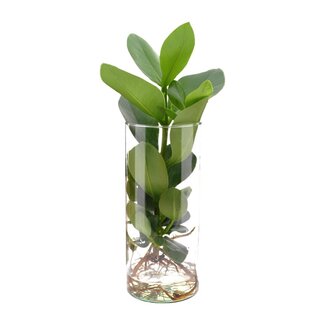 Koning Bamboe Clusia In glass cylinder houseplant 30 cm