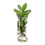 Clusia In glass cylinder houseplant 30 cm
