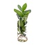 Clusia In glazen cilinder kamerplant 30 cm