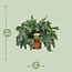 Phlebodium Davana houseplant 60 cm pot size 26 cm