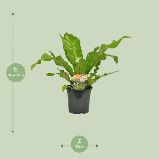 Asplenium Nidus houseplant 60 cm pot size 17 cm