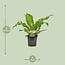 Asplenium Nidus houseplant 60 cm pot size 17 cm