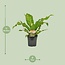 Asplenium Nidus kamerplant 60 cm potmaat 17 cm