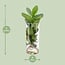 Clusia In glass cylinder houseplant 30 cm