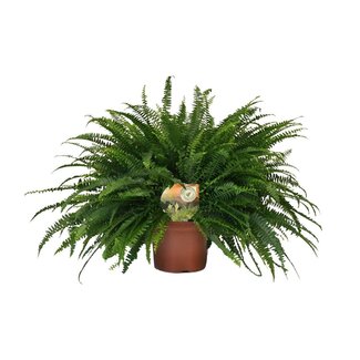 Koning Bamboe Nephrolepis Green Lady kamerplant 60 cm