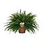 Nephrolepis Green Lady houseplant 60 cm pot size 19 cm