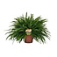 Nephrolepis Green Lady kamerplant 60 cm potmaat 19 cm